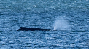 Rettungsversuche für Wal vor Wismar werden eingestellt