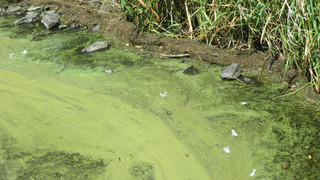 Blaualgen-Alarm: Badeverbot in mehreren hessischen Seen
