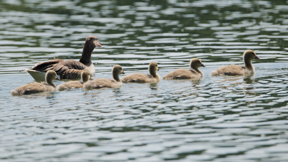 Die Gänsemutter und eines ihrer Küken wurden bei dem Angriff verletzt.