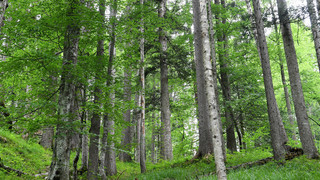 Regen hilft jungen Bäumen - Böden bis in die Tiefen gewässert