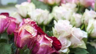 Vor Valentinstag: Rosen vom Gießener Pflanzenschutzdienst kontrolliert