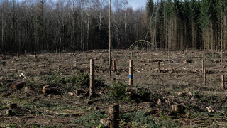 Windpark Reinhardswald: VGH fällt bald erste Zwischenentscheidung