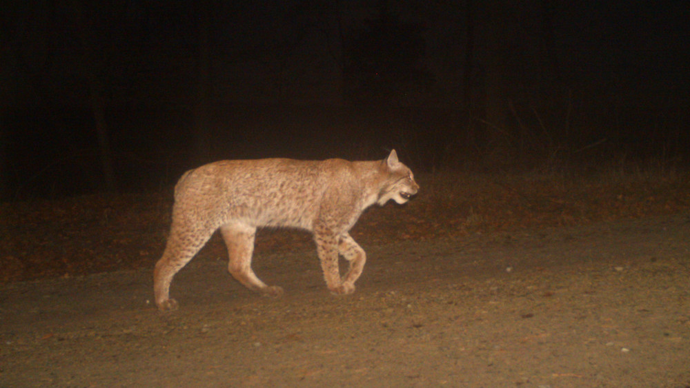 Ein Luchs läuft an einer Wildtierkamera vorbei und wird automatisch fotografiert.