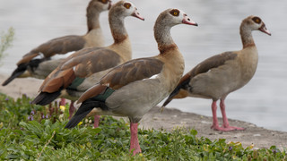 Der Kampf gegen Gänsekot: Wiesbaden setzt auf Zäune
