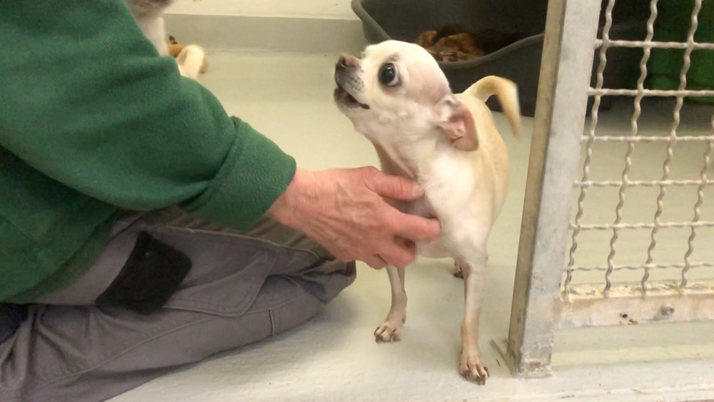 Das Tierheim in Beuern sucht dringend ehrenamtliche Helfer.