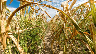 Hitzewelle in Hessen: Trockenheit belastet Flüsse und Felder stark