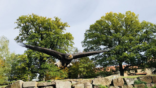 Bei Flugschau ausgebüxt: Medusa ist wieder zurück im Tierpark Sababurg