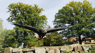 Einfach weggeflogen: Tierpark Sababurg sucht Weißkopfseeadler Medusa