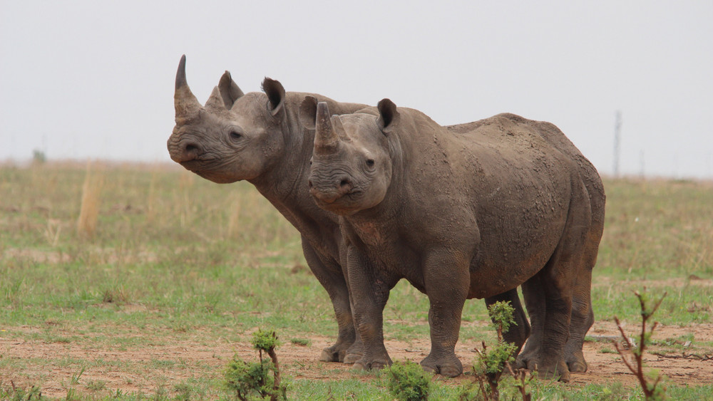 Zwei Breitmaulnashörner sind in Südafrika unterwegs.