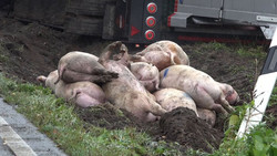 Tiertransporter kippt bei Cloppenburg um: Schweine verenden