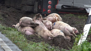 Tiertransporter kippt bei Cloppenburg um: Schweine verenden