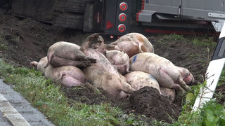 Tiertransporter kippt bei Cloppenburg um: Schweine verenden