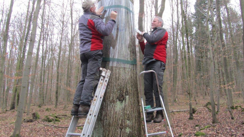 Waschbären sind gute Kletterer. Zum Schutz der Brutplätze von Rotmilan und Schwarzstorch werden im Biosphärenreservat Rhön an den Horstbäumen Manschetten angebracht, die die Nesträuber am Hochklettern hindern sollen. 