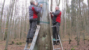 Landkreis Fulda: "Waschbär wird zur Plage"