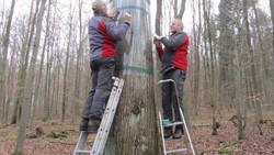 Landkreis Fulda: "Waschbär wird zur Plage"