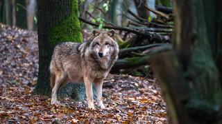 Wolf oder Hund? Vier Tiere im Wildpark Büdingen gerissen
