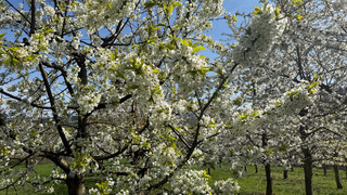 Blütenmeer in Witzenhausen - Kirschblüten stehen in der Vollblüte