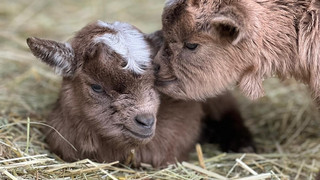 Süßer Nachwuchs: Endlich gute Neuigkeiten im Tierpark Klosterwald