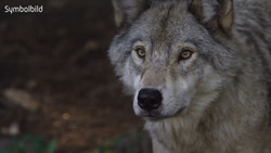 Nach Angriff in Hamburg: Schicksal des Wolfes unklar
