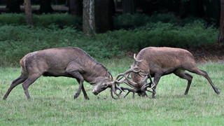 Sexlust im Wildpark: Hanauer Hirsch-Kumpels werden Rivalen
