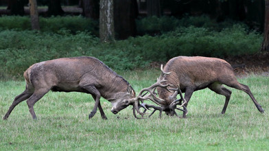 Sexlust im Wildpark: Hanauer Hirsch-Kumpels werden Rivalen