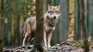 Wolfsrudel in Rüdesheim bleibt stabil