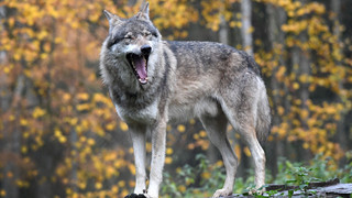Neue Wölfin im Kreis Hersfeld-Rotenburg identifiziert