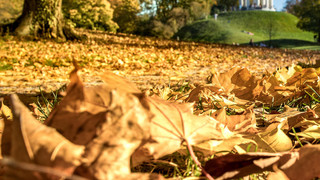 Blätterflut in Wiesbaden: Stadtreinigung beseitigt 1.600 Tonnen Laub