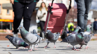 Antrag beim Landkreis: Limburg beharrt auf Taubentötung