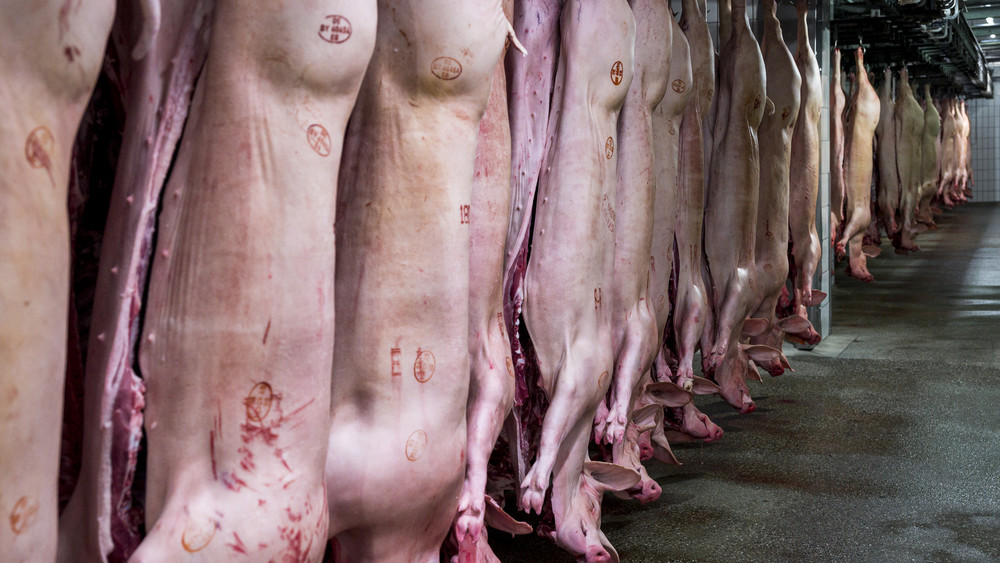 Schweinehälften hängen in einem Kühlhaus. 