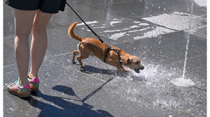 Hund, Katze und Co.: Tiere vor Hitze schützen
