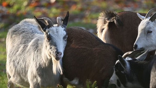 Ziegenbock-Attacke im Streichelgehege? Klage vor Gericht