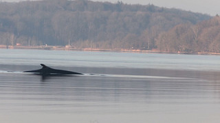 Seltener Besuch in der Ostsee: Finnwal in der Flensburger Förde gesichtet