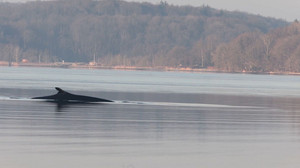 Seltener Besuch in der Ostsee: Finnwal in der Flensburger Förde gesichtet