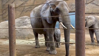 Außergewöhnliche Rettung: Feuerwehr hebt 3,7-Tonnen-Elefantenkuh Lilak wieder auf