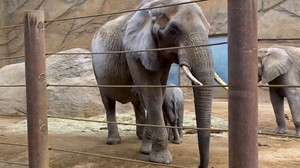 Außergewöhnliche Rettung: Feuerwehr hebt 3,7-Tonnen-Elefantenkuh Lilak wieder auf