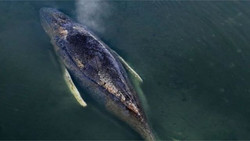 "Timmy empfindet Schmerz und Angst wie wir"