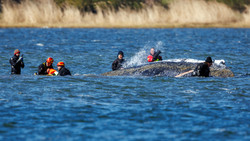 Rettung von Buckelwal Timmy geht weiter