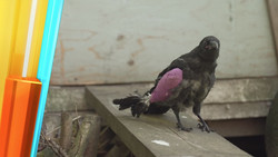 Krähen-Alarm im Wohngebiet: Wenn der Vogelschwarm zur Belastung wird