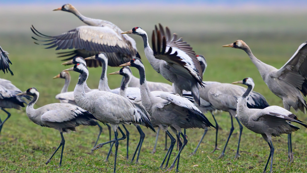 In den nächsten Wochen ziehen über 300.000 Kraniche durch Hessen. (Symbolbild)
