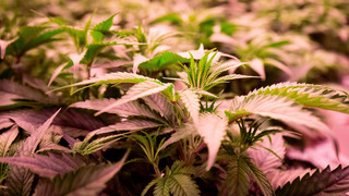 Polizei schnappt in Bad Hersfeld mutmaßlichen Drogendealer