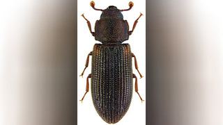 Zeichen für Urwald: Extrem seltener Käfer im Nationalpark nachgewiesen