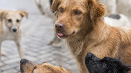 Haustiere in Hessen - Alle Themen im Überblick