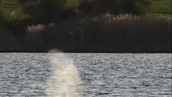 Wal-Drama sorgt weltweit für Staunen: Deutschland im Fokus der Medien