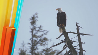 "taff hautnah: Mission Wildnis Kanada (Teil 2)