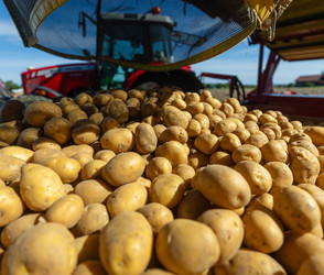 Kartoffelpreise steigen nach Dürre und schwacher Ernte