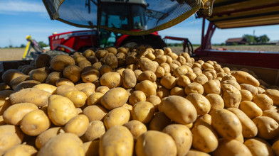 Kartoffelpreise steigen nach Dürre und schwacher Ernte