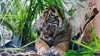 Süße Tigerbabys erobern den Frankfurter Zoo