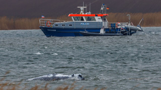 Und er schwimmt doch: Krimi um den Buckelwal von Poel