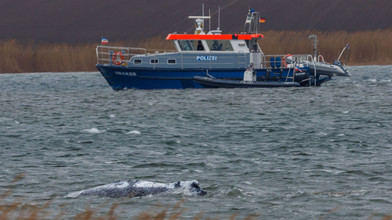 Und er schwimmt doch: Krimi um den Buckelwal von Poel
